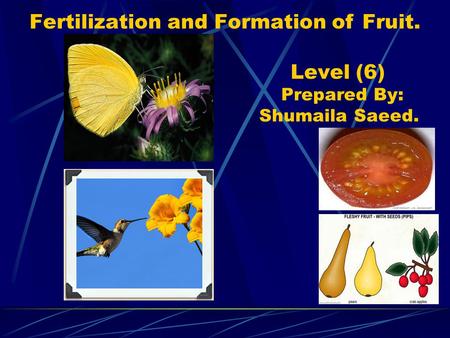 Fertilization and Formation of Fruit