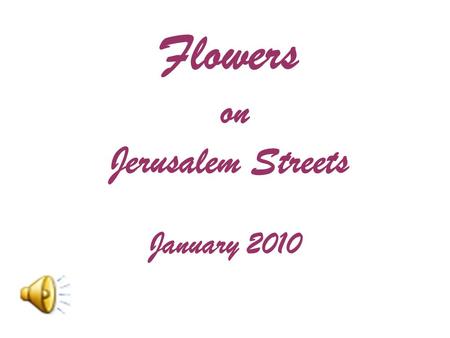 Flowers on Jerusalem Streets January 2010. The Weather has been absolutely remarkable so far with warm temperatures and sunny bright skies. This is the.