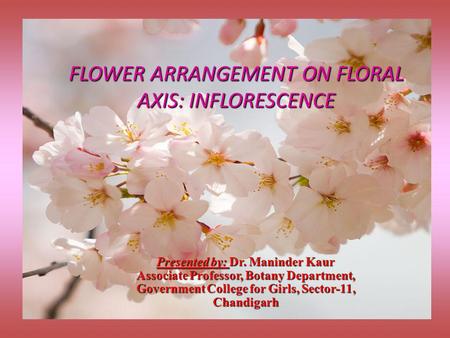 FLOWER ARRANGEMENT ON FLORAL AXIS: INFLORESCENCE