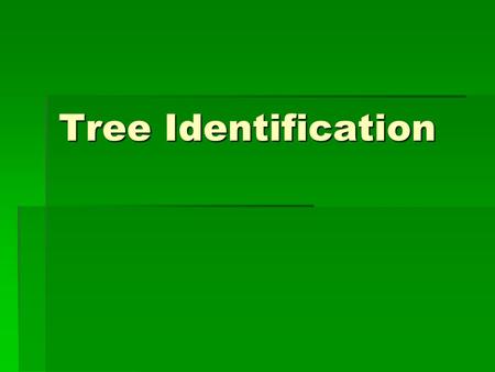 Tree Identification.