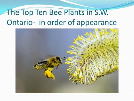 The Top Ten Bee Plants in S.W. Ontario- in order of appearance.