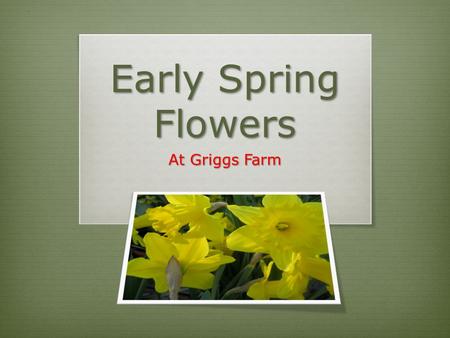 Early Spring Flowers At Griggs Farm. Early Spring at Griggs Farm Is there anything you can safely plant in early April? YES!!