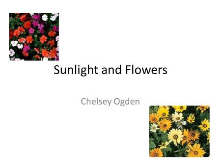 Sunlight and Flowers Chelsey Ogden. Hypothesis Hypothesis: The plant that is the farthest away from the sun will not grow as much as the plants that are.