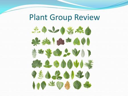 Plant Group Review. Conifers Plant Groups 1 Non-vascular 2 Vascular without seeds 3 Vascular with seeds no flowers 4 Vascular with seeds and flowers.
