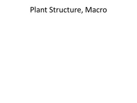 Plant Structure, Macro.