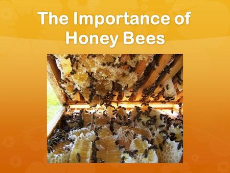 The Importance of Honey Bees. Why do you think honey bees are important?