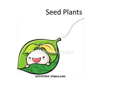 Seed Plants.