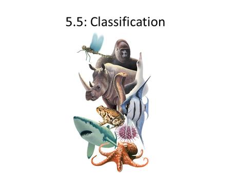 5.5: Classification.