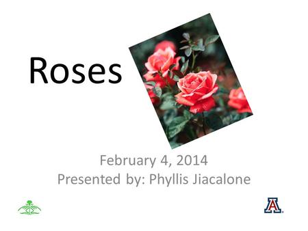 Roses February 4, 2014 Presented by: Phyllis Jiacalone.