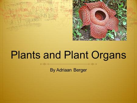 Plants and Plant Organs By Adriaan Berger. What are all the plant organs? One of the main plant organs is the stem. It holds the plant upright. It kind.