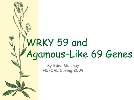 By Eden Maloney HC70AL Spring 2009 WRKY 59 and Agamous-Like 69 Genes.