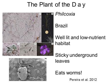 The Plant of the Day Philcoxia Brazil