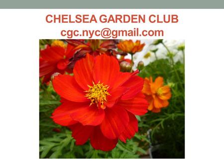 CHELSEA GARDEN CLUB How We Got Started NYC created 9 th Avenue bike lane tree pits Local volunteers get involved A critical event happensdestruction.