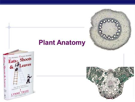 Plant Anatomy 2006-2007.