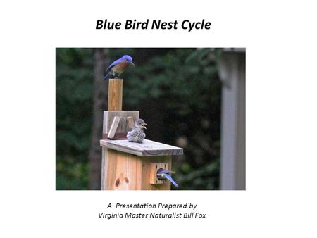 Blue Bird Nest Cycle A Presentation Prepared by Virginia Master Naturalist Bill Fox.
