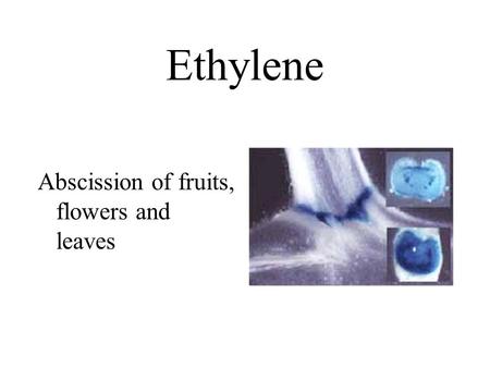 Ethylene Abscission of fruits, flowers and leaves.