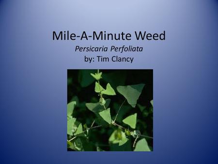 Mile-A-Minute Weed Persicaria Perfoliata by: Tim Clancy.