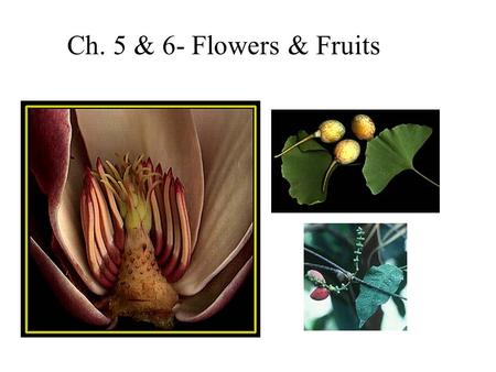Ch. 5 & 6- Flowers & Fruits.