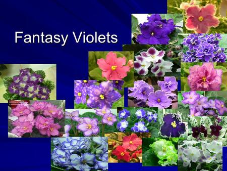 Fantasy Violets. The colouring fantasy does not repeat on 100 % at duplication AVSA registers grades fantasy at repeatability of this attribute in.