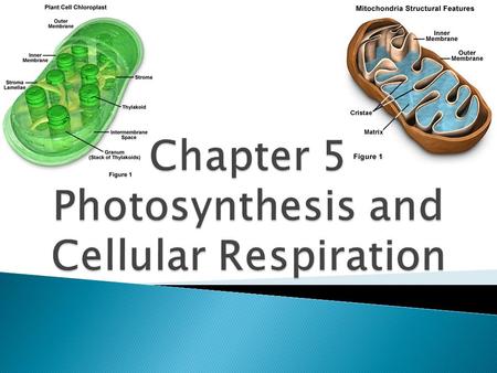 Chapter 5 Photosynthesis and Cellular Respiration