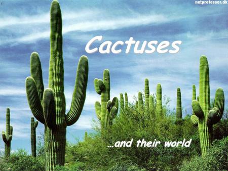Cactuses …and their world. About cactuses… Cactuses are very popular plants. Their home is hot and dry desert. They are usually green with spines and.