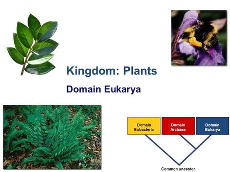 2007-2008 Domain Eubacteria Domain Archaea Domain Eukarya Common ancestor Kingdom: Plants Domain Eukarya.