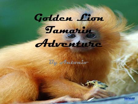 Golden Lion Tamarin Adventure By Antonio. Table of Contents.