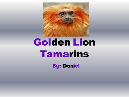 Golden Lion Tamarins By: Daniel. Table of Contents.