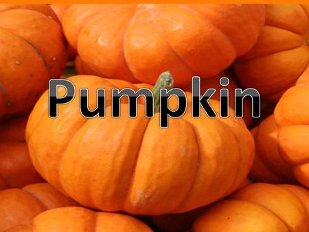 PUMPKIN RHJYH. The pumpkin plant is a rambling vine. They have large, dark green leaves, orange trumpet- shaped flowers, and prickly hairs on the stems.