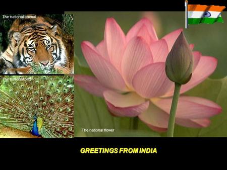 GREETINGS FROM INDIA The national animal The national bird The national flower.