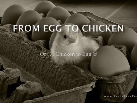 Or….. Chicken to Egg. color of an egg shell dictated by the specific breed of chicken laying the egg. 25 hours to produce an egg Lays egg during day light,