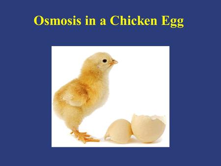 Osmosis in a Chicken Egg. – Movement of molecules from a high concentration to a low concentration – Movement of water molecules from a high concentration.