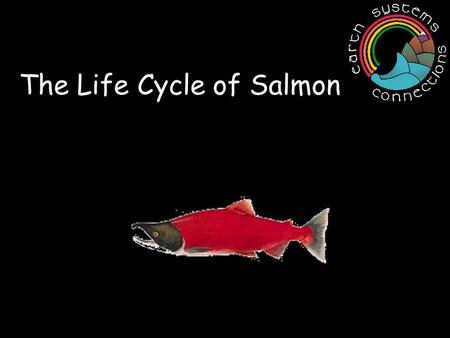 The Life Cycle of Salmon