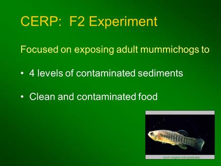 CERP: F2 Experiment Focused on exposing adult mummichogs to 4 levels of contaminated sediments Clean and contaminated food njwrri.rutgers.edu/graduate/