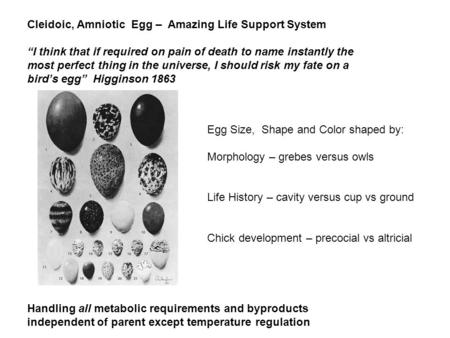 Cleidoic, Amniotic  Egg –  Amazing Life Support System