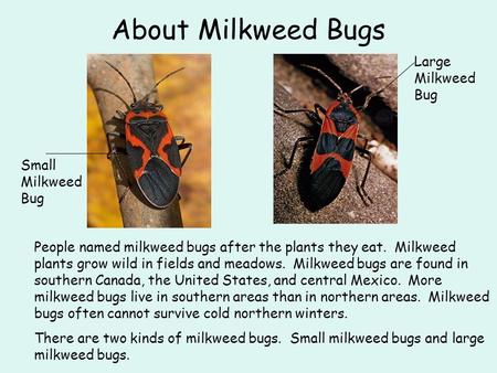 About Milkweed Bugs Large Milkweed Bug Small Milkweed Bug