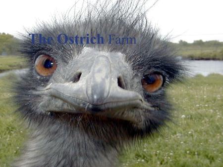 The Ostrich Farm Financial Accounting.
