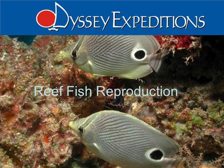Reef Fish Reproduction