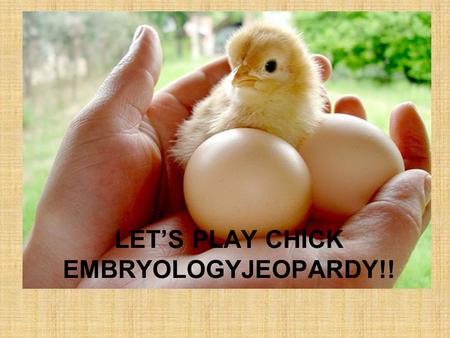 LETS PLAY CHICK EMBRYOLOGYJEOPARDY!! EggsIncubatorCaring for Eggs Baby Chicks Parts of A Chicken Q $100 Q $200 Q $300 Q $400 Q $500 Q $100 Q $200 Q $300.