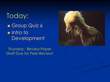 Group Quiz 6 Intro to Development