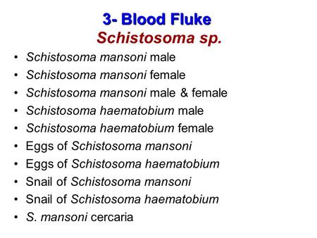 3- Blood Fluke Schistosoma sp.