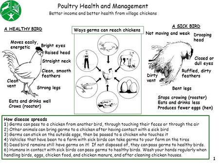 Poultry Health and Management How disease spreads 1) Germs can pass to a chicken from another bird, through touching their feces or through the air 2)