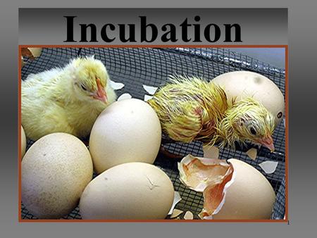 Incubation.