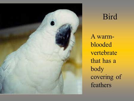 Bird A warm- blooded vertebrate that has a body covering of feathers.