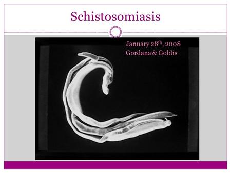 Schistosomiasis January 28th, 2008 Gordana & Goldis.