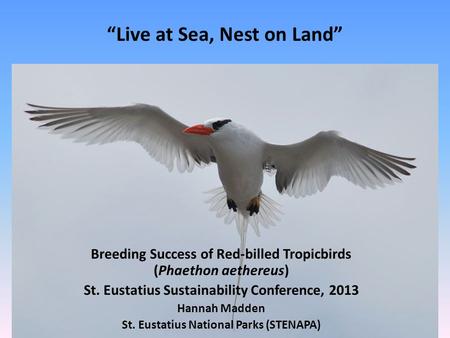 Live at Sea, Nest on Land Breeding Success of Red-billed Tropicbirds (Phaethon aethereus) St. Eustatius Sustainability Conference, 2013 Hannah Madden St.