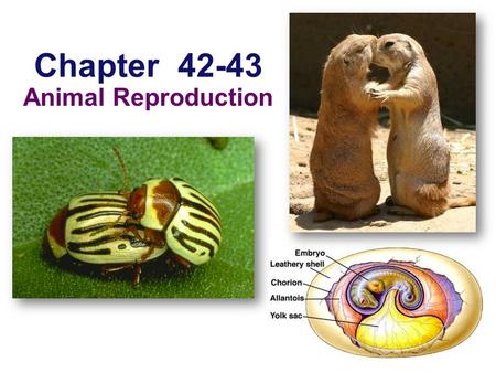 Chapter 42-43 Animal Reproduction.