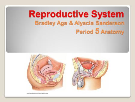 Reproductive System Bradley Aga & Alyscia Sanderson Period 5 Anatomy