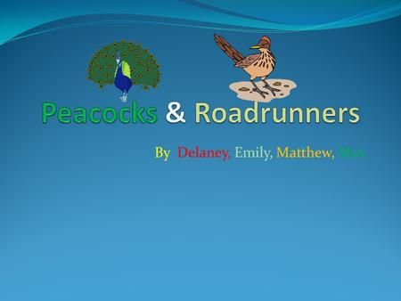 By Delaney, Emily, Matthew, Max. Intro Do you want to learn about roadrunners and peacocks? We will tell you about them. Here we go!!