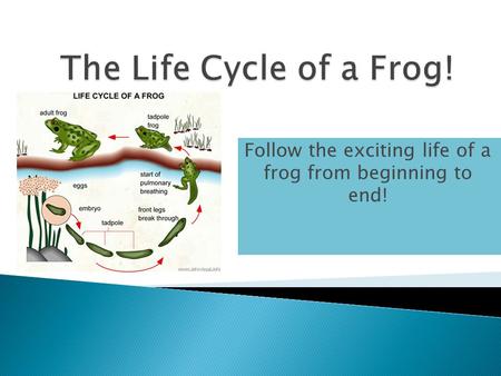 Follow the exciting life of a frog from beginning to end!